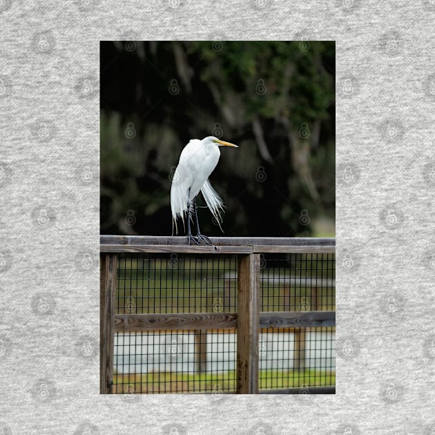 Great Egret, Lake Kissimmee, Florida by irishmurr